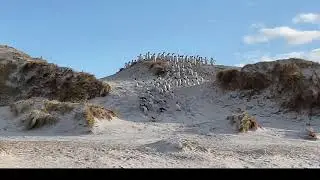 penguin rookery quickly run away