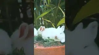 3 cute bunny's in a pot
