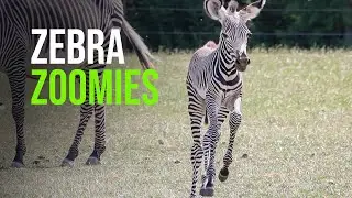 Tiny Zebra Zoomies!