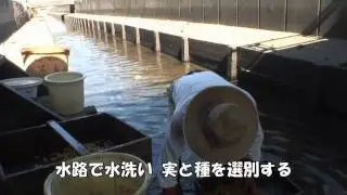 「ぎんなん」の収穫体験