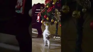 cat reacting to cat crying sound