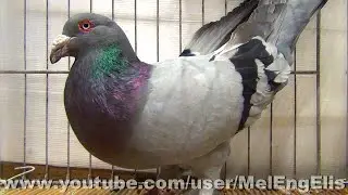 Pigeon Romain Bleu Barré - Brie-Comte-Robert 2021 - الحمام الروماني