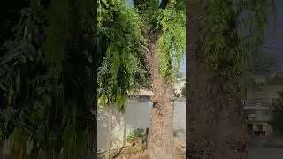 #plants Khejri (खेजड़ी) (Prosopis cineraria)