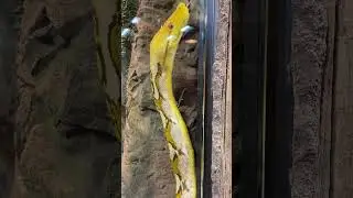 How to tell venomous snakes from nonvenomous snakes. What you must know