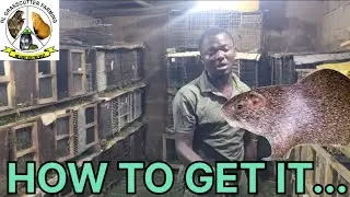 КАК ЭТО ПОЛУЧИТЬ