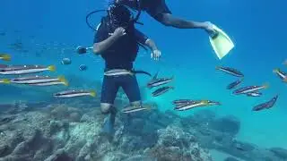 Light House Home Reef Neil Island @Dive.tribe_neil 