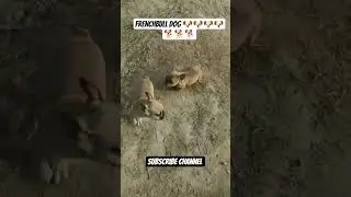 frenchbull dog 🐶🐶🐶🐶🐕🐕🐕🐕