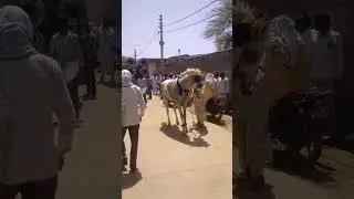 भाई की शादी में 🐎घोड़ी डांस 🕺💃#barat #horse #dance #dhol #horsedance #Village #शादी  #shorts #yt