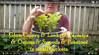Grow Celery & Leeks & Parsnips & Onions & Sweeds ( Rutabaga ) & Potatoes. Crop rotation in a bucket
