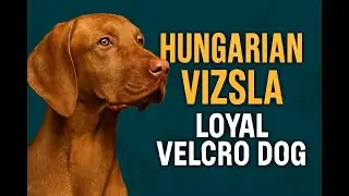 Hungarian Vizsla | Loyal &ldquo;Velcro&rdquo; Dog & Versatile Hunter | Temperament, Training, Care