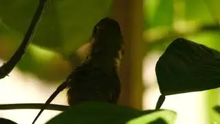 Humming Bird Cleaning Itself