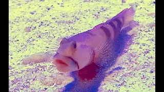 ギンガハゼ　Banded shrimp goby　Cryptocentrus cinctus