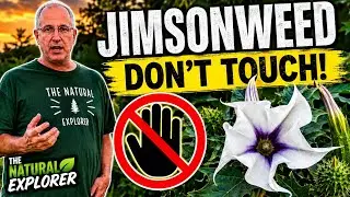 Devil's Trumpet
