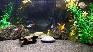 Relaxing Underwater Live Stream |piano music & Water Ambience