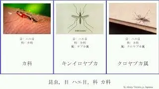 昆虫, 目 ハエ目, 科 カ科 insect オオカ属 ネッタイイエカ City ヒトスジシマカ ハマダラカ亜科 Diptera アカイエカ Busy チカイエカ Culicidae イエカ亜科