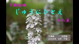 ジュウニヒトエ（北総台地）