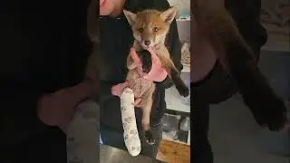ELM Wildlife, an insight into the rescue centre and how you can help  