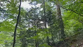Wild eastern hemlocks and mountain laurel in Rock Creek Park, D.C.