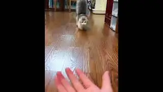 OMG so cute cat😻 #shorts #catlove#cats #petcats
