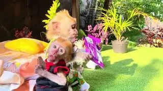 Baby Monkey OMeGa share wafer chocolate with Monkey Dino