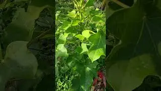 #Daun jarak#Obat traditional kembung dan pilek#@Laelatussolehah