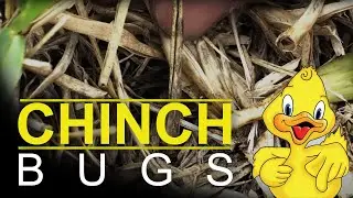 Chinch Bugs - Drake Lawn and Pest Control