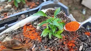 Slug and snail removal tips! 100% efficient and beneficial to plants