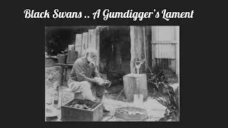 Black Swans. A Gumdigger's Lament