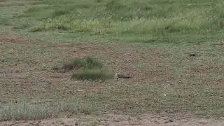 Collared Pratincole at Frampton Marsh