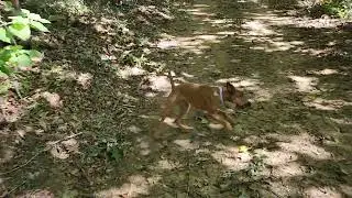 Terrier Adventures 1