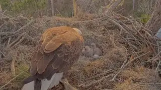 Mom feeding Big eaglet, Small eaglet still to wobbly | Kisatchie National Forest E-3 | Jan 30, 2026