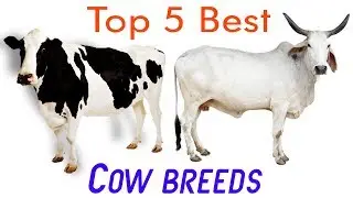 Best Cow Breeds For Dairy Farming