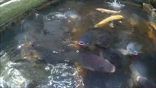 Overcrowded Backyard Tilapia Pond Update August 10, 2021