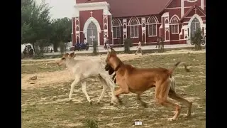 Funny Great Dane -Alex  with Asher..........