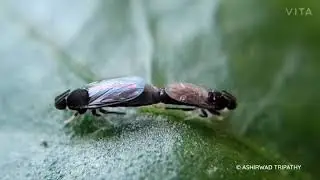 Scatopsidae Minute Black Scavenger Flies Mating