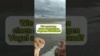 Wie nennt man einen Schaulustigen Vogel am FKK-Strand? #flachwitz