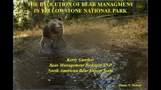 Bear Mgmt in Yellowstone National Park  _Gunther