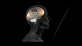 Henry Ford Concussion Clinic