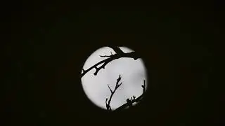 Dark Riser