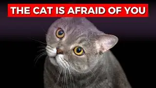Is Your Cat Scared of You? Signs to Watch For!