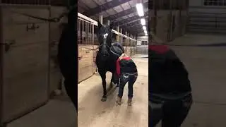 Demonstrating Safe Hoof Cleaning