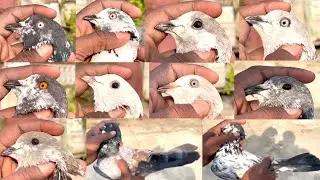 Banarasi Kabutar Sale 7355522011 | Desi High Flyer Pigeon Sale #pigeon #kabutarsale #birds@pigeonvns