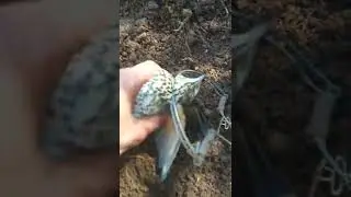 صيد المرقو بالفخ التقليدي
