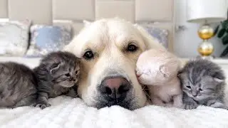 Heartwarming! Kittens Believe Golden Retriever Is Their Mommy
