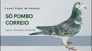 Coletânea de Pombos Bons