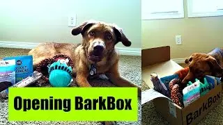 Opening Barkbox (June 2016)