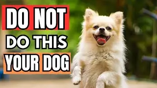 10 Deadly Mistakes Dog Owners Make