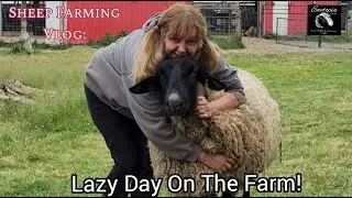 Sheep Farming Vlog: Spending Time With The Sheep!