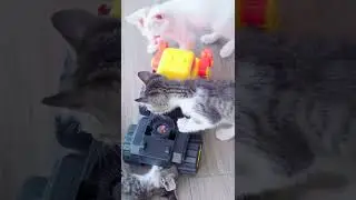 Pop it vs Cat #Shorts| #kitten #cats #short #funny #animals