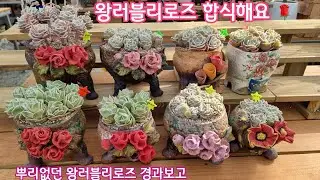 🌹Wang Lovely Rose, combine with pretty rose powder🌹 Lovely Rose, which had no roots, reports on i...
